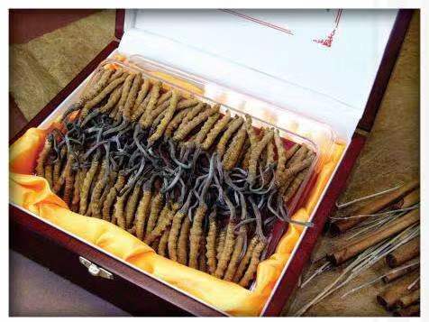 岳塘冬虫夏草回收